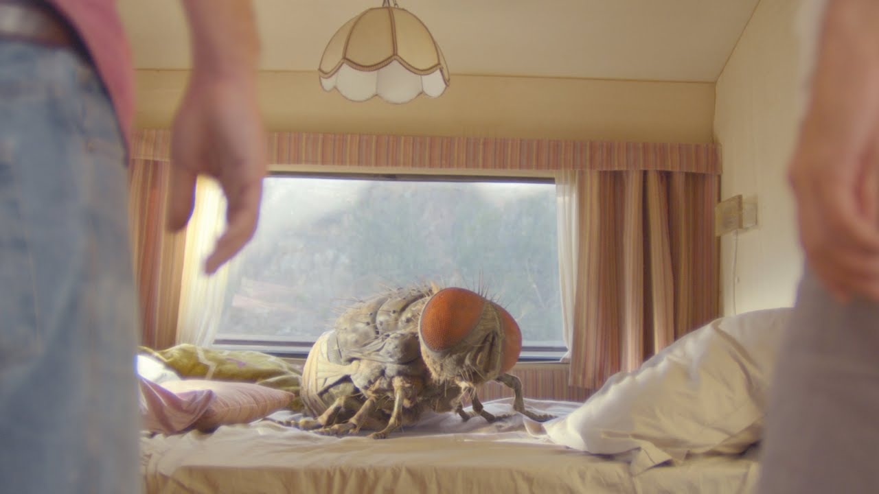 zdjęcie: duża mucha na łóżku